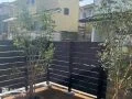 お庭に植栽したシマトネリコ
