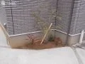 建物沿いの植栽。お客様にて植えていただきました。