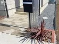 濃紅色の葉が門周りを華やかに彩る「コルジリネ」