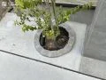 外構に柔らかな変化を生み出すソヨゴ