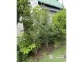 常緑で剪定にも強いシマトネリコを植樹