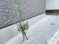 オリーブの緑がポイントになる雑草対策した犬走り