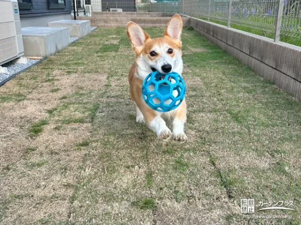 わんちゃんも大喜びのお庭
