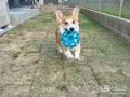 わんちゃんも大喜びのお庭