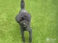 ドッグランで遊ぶワンちゃん