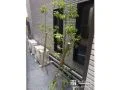 成長が緩やかなソヨゴの木