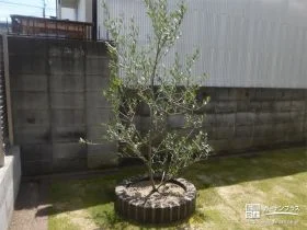 レンガで花壇を作りオリーブを植えつけ[施工後]