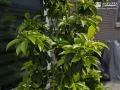 やさしさをまとった常緑樹「ソヨゴ」