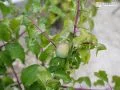 香り高い「南高梅」