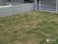 主庭に天然芝を敷設