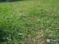 足触りの柔らかな天然芝