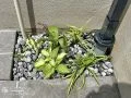 外構に柔らかな彩りをプラスする植栽スペース