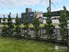 美しい緑を感じられるソヨゴ[施工後]