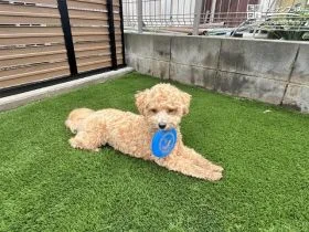 わんちゃんが気持ちよく走り回れるドッグラン[施工後]