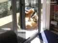 ウッドデッキで寛ぐわんちゃん達