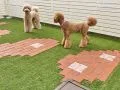 愛犬との時間をもっと楽しく！人工芝と柵で作るお家ドッグラン工事