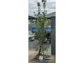 お住まいに自然な彩りを添える植栽スぺース