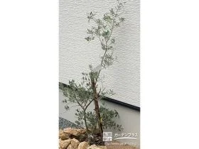お住まいにマッチする洗練された印象のオリーブ[施工後]