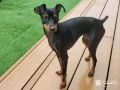 家族やペットが自然と集まるウッドデッキ