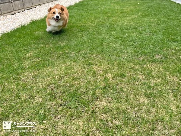 緑の上を気持ちよく走れるドッグラン