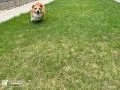 緑の上を気持ちよく走れるドッグラン