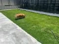 お庭で遊ぶわんちゃん