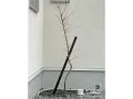玄関前に植えたイロハモミジ