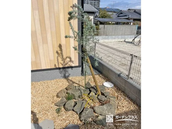 すっきりと立ち上がるユーカリ