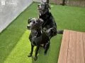 お庭で寛ぐわんちゃんの様子