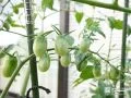 家庭菜園で栽培されている「プチトマト」