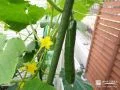家庭菜園で栽培されている「キュウリ」
