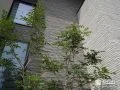 シマトネリコの涼やかな葉