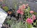 お客様が大切に育てられている植栽の様子