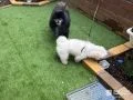 ワンちゃんの脚にも優しい人工芝