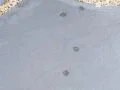 毎日の出入りがちょっと楽しくなる猫の足あと