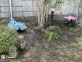 植栽した紫陽花