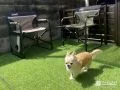 クローズのお庭で楽しく遊ぶワンちゃん