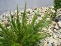 ドライな雰囲気を演出する植栽