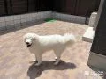 ワンちゃんもクローズのお庭でのびのび遊べて安心