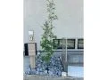 アオダモと割栗石を入れてナチュラルで美しく上品な外構工事