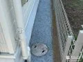 透水性コンクリートを施工した犬走り