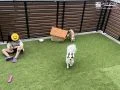 わんちゃんも家族も快適に遊べる庭ドッグラン