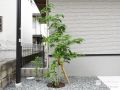 門柱横に植えた植栽「アオダモとキンモクセイ」