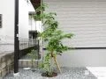 門柱横に植えた植栽「アオダモとキンモクセイ」