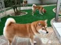 ワンちゃんが遊ぶのに安心なクローズのお庭