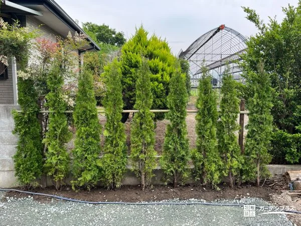 No.26802 グリーンコーンを並べて植えて可愛らしく目隠しをした工事[施工後]