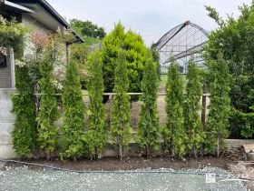 グリーンコーンを並べて植えて可愛らしく目隠しをした工事