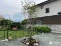 ジューンベーを植樹