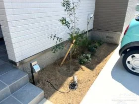 植栽スペースに植栽したオリーブ