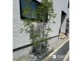 ナチュラルに緑を添える植栽